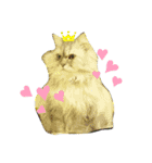 ねこまつり。（個別スタンプ：5）