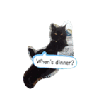 ねこまつり。（個別スタンプ：8）