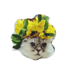ねこまつり。（個別スタンプ：11）