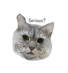 ねこまつり。（個別スタンプ：13）