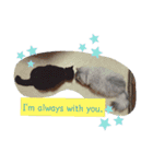 ねこまつり。（個別スタンプ：15）