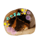 モル生活2（個別スタンプ：5）