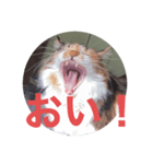misanbaribari（個別スタンプ：3）