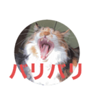 misanbaribari（個別スタンプ：6）