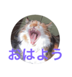 misanbaribari（個別スタンプ：7）