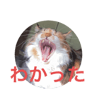 misanbaribari（個別スタンプ：8）