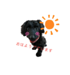 ダップー犬、ララァ①(再販)（個別スタンプ：1）