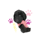 ダップー犬、ララァ①(再販)（個別スタンプ：4）