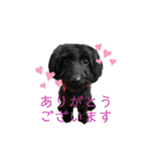 ダップー犬、ララァ①(再販)（個別スタンプ：6）