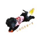 ダップー犬、ララァ①(再販)（個別スタンプ：11）