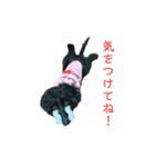 ダップー犬、ララァ①(再販)（個別スタンプ：13）