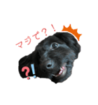 ダップー犬、ララァ①(再販)（個別スタンプ：20）