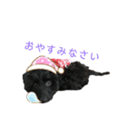 ダップー犬、ララァ①(再販)（個別スタンプ：21）