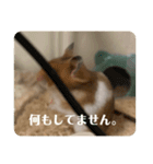 ハムスターモカたそ（個別スタンプ：3）