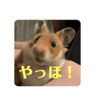 ハムスターモカたそ（個別スタンプ：4）