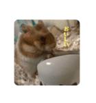 ハムスターモカたそ（個別スタンプ：7）