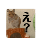 ハムスターモカたそ（個別スタンプ：8）