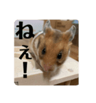 ハムスターモカたそ（個別スタンプ：9）