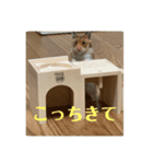 ハムスターモカたそ（個別スタンプ：11）