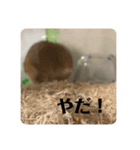 ハムスターモカたそ（個別スタンプ：13）