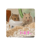 ハムスターモカたそ（個別スタンプ：15）