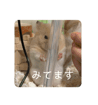 ハムスターモカたそ（個別スタンプ：16）