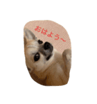 スムースチワワ虎太郎（個別スタンプ：1）
