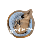 スムースチワワ虎太郎（個別スタンプ：2）