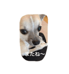 スムースチワワ虎太郎（個別スタンプ：3）