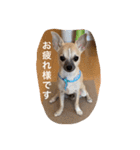 スムースチワワ虎太郎（個別スタンプ：6）