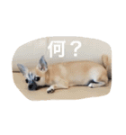 スムースチワワ虎太郎（個別スタンプ：9）