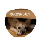 スムースチワワ虎太郎（個別スタンプ：11）