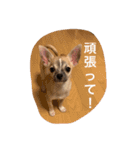スムースチワワ虎太郎（個別スタンプ：12）