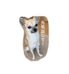 スムースチワワ虎太郎（個別スタンプ：14）