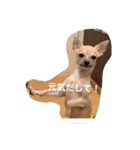 スムースチワワ虎太郎（個別スタンプ：15）