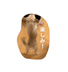 スムースチワワ虎太郎（個別スタンプ：17）