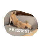 スムースチワワ虎太郎（個別スタンプ：23）