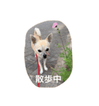 スムースチワワ虎太郎（個別スタンプ：26）