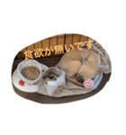 スムースチワワ虎太郎（個別スタンプ：31）