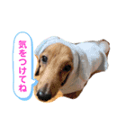 大好きなペットたち❤️2（個別スタンプ：5）
