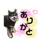 大好きなペットたち❤️2（個別スタンプ：7）