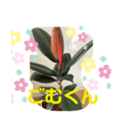 ゴムの木（個別スタンプ：4）