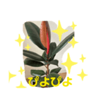 ゴムの木（個別スタンプ：6）