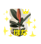 ゴムの木（個別スタンプ：7）