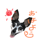 ブルぴんの日常（個別スタンプ：1）