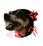 ブルぴんの日常（個別スタンプ：4）