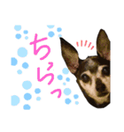 ブルぴんの日常（個別スタンプ：18）