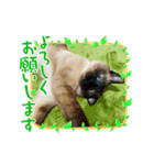 使いやすい 猫（個別スタンプ：3）