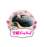 使いやすい 猫（個別スタンプ：5）