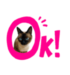 使いやすい 猫（個別スタンプ：12）